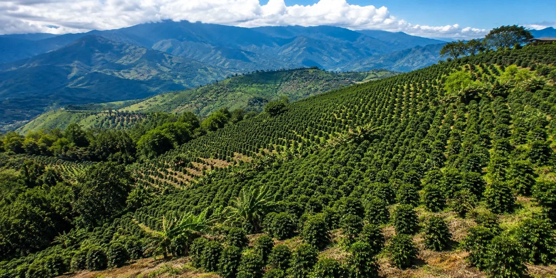 Misty Colombian coffee mountains at dawn with a small hacienda